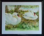 B. Hassing, aquarel, Zwanen, passe-partout en inlijsten